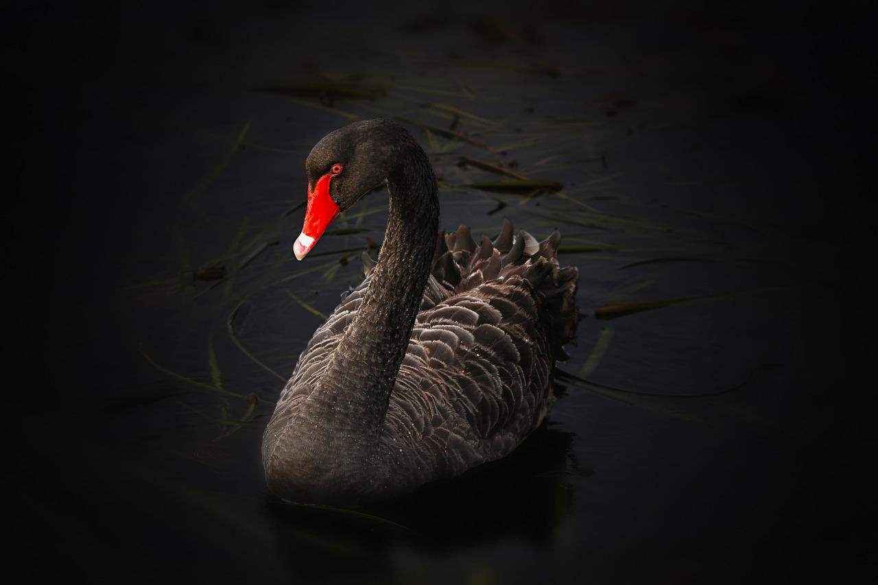 Un cisne negro para comparar la metáfora de los autónomos